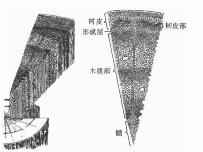 韧皮纤维图片