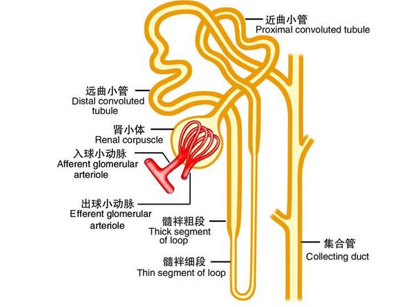 肾小管的解剖结构图图片